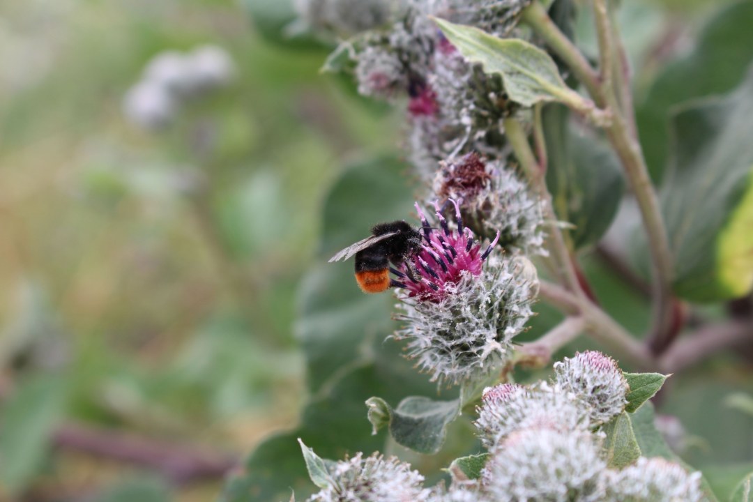 Steinhummel | © Christiane Geidel