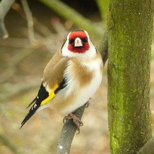 Stieglitz sitzt auf einem Ast und schaut direkt in die Kamera | © Elke Lutz
