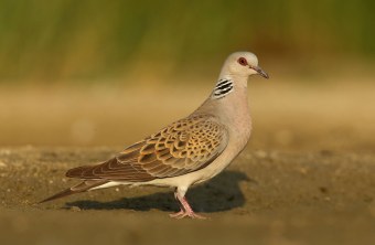 Turteltaube | © Zdenek Tunka