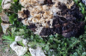 Neue Horste in der Auswilderungsnische |© David Schuhwerk