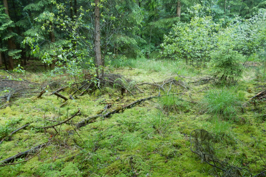 Vermoorung Teublitz | © Christian Stierstorfer