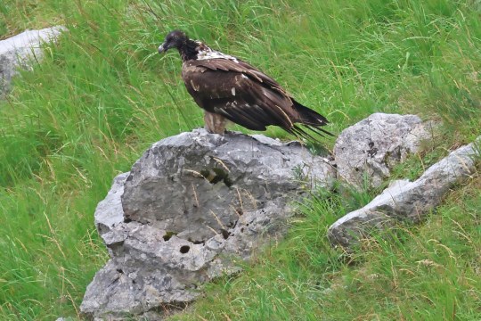 Vinzenz sitzend |© Markus Leitner