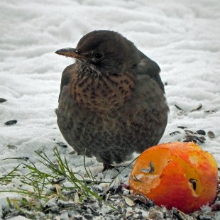 Wacholderdrossel sitzt am Boden mit einem Apfel | © Karin Glosser