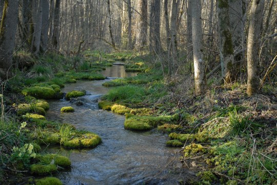 Waldbach | © Dr. Eberhard Pfeuffer