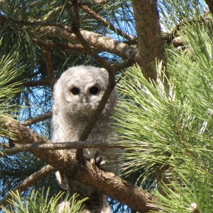 Junger Waldkauz in einem Baum | © Gabi Maier