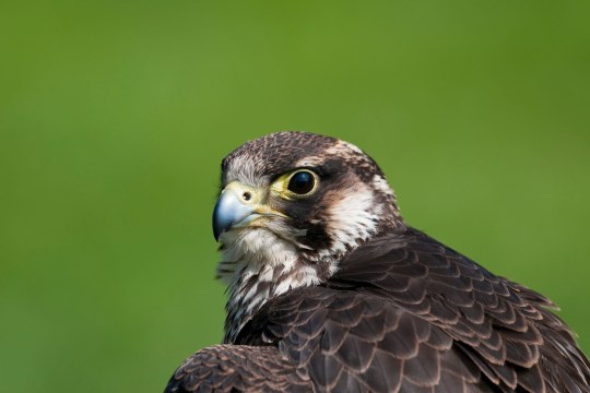 Wanderfalke | © Christoph Bosch