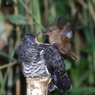 Kuckuck und Zaunkönig | © H. Lutschak