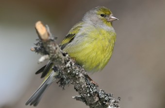 Zitronenzeisig auf Ast | © H.-J. Fünfstück