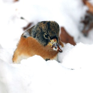 Bergfink im Schnee | © Thomas Lützelberger