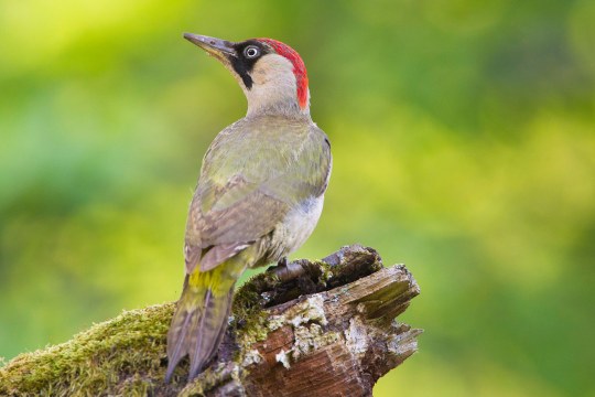 Grünspecht | ©  R. Rößner