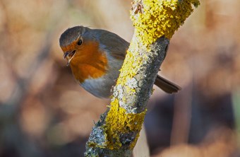 Rotkehlchen auf einem dicken Ast | © Heinrich Jupke