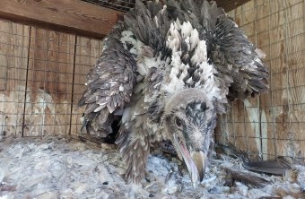 Junger Bartgeier Dagmar | © P. Rodriguez/Junta de Andalucia