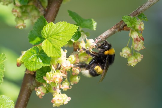 Erdhummel | © Oliver Wittig
