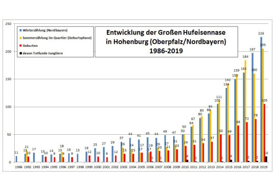 Adultzahl zur Geburtszeit der Großen Hufeisennase und Geburten von 1986 bis 2019