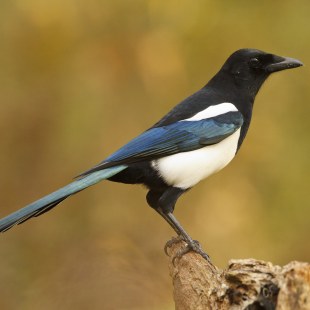 Elster | © Rosl Rößner