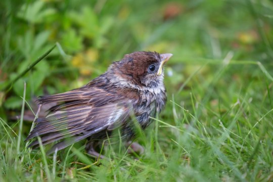 Feldsperling | © Ralph Sturm