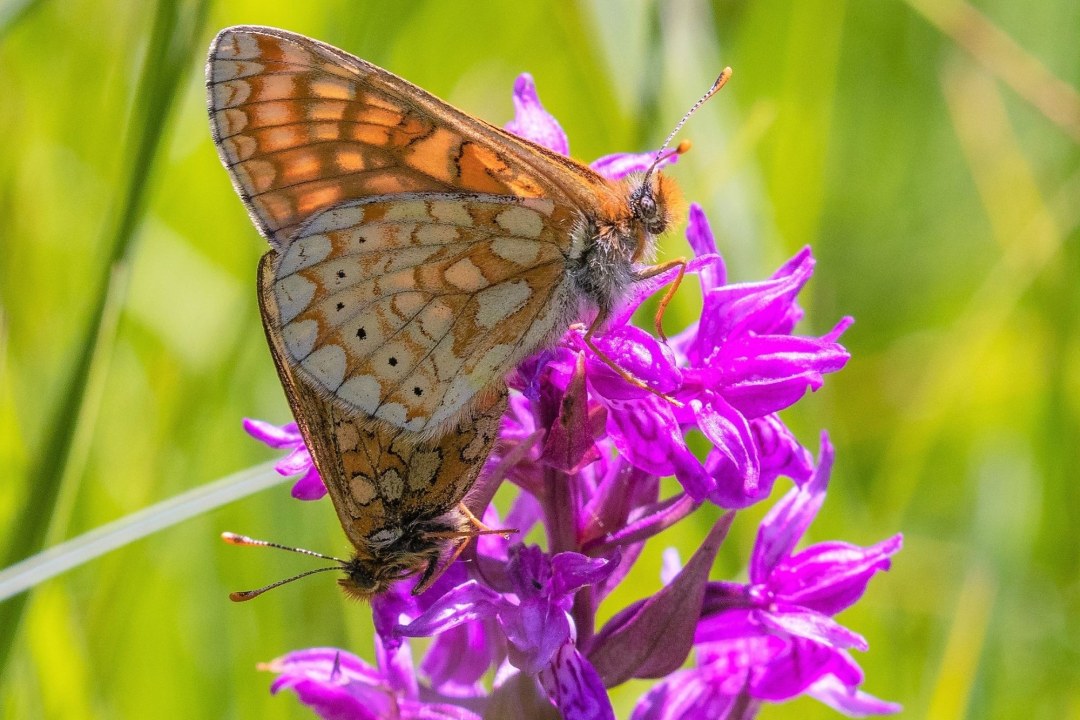 Skabiosen-Scheckenfalter | © Andreas Hartl
