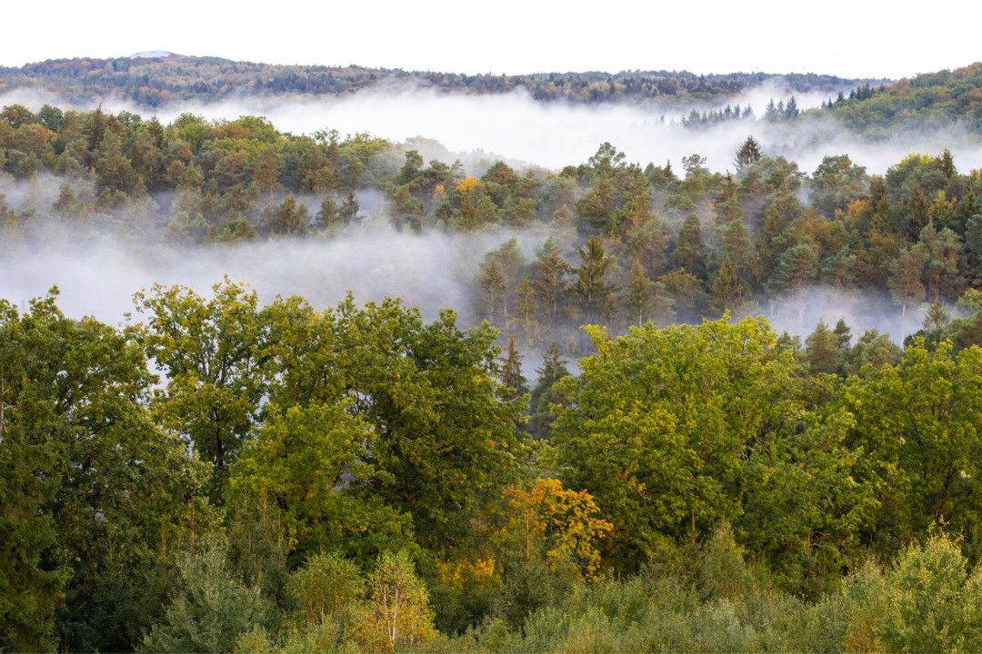 Wald im Nebel | © Frank Derer