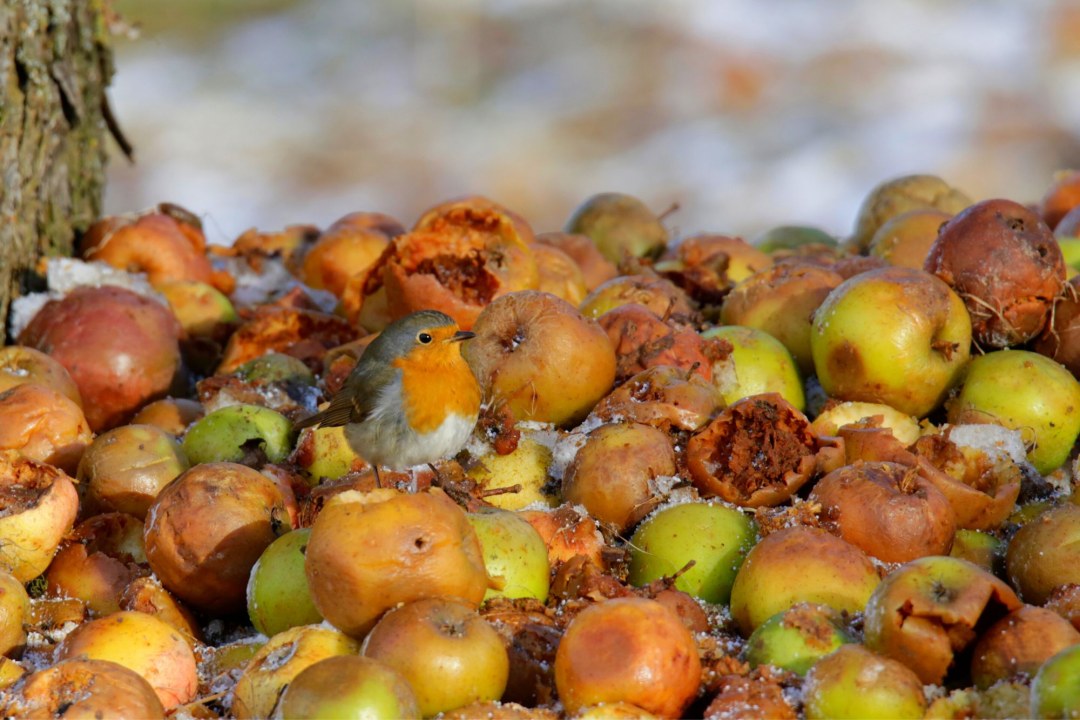 Rotkehlchen | © Ralph Sturm