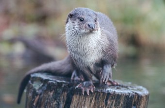 Fischotter | © Dr. Andreas v. Lindeiner