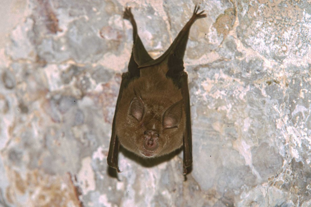 Große Hufeisennase | © Andreas Hartl