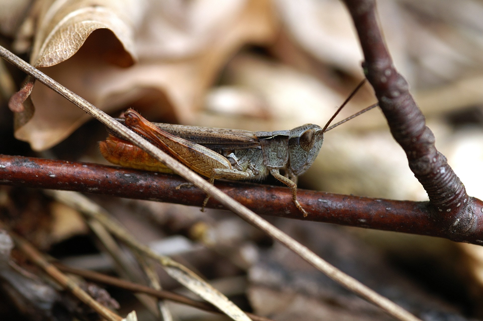 Steppengrashüpfer | © J. Beck