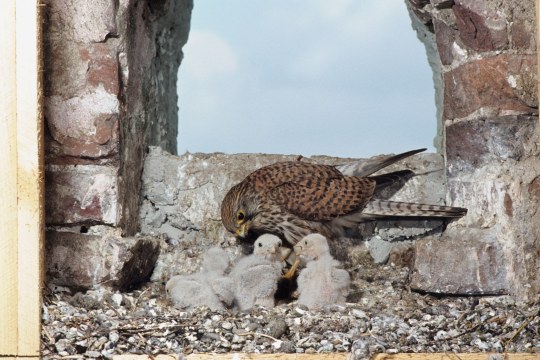 Turmfalken auf Nistplatz | © Dieter Hopf