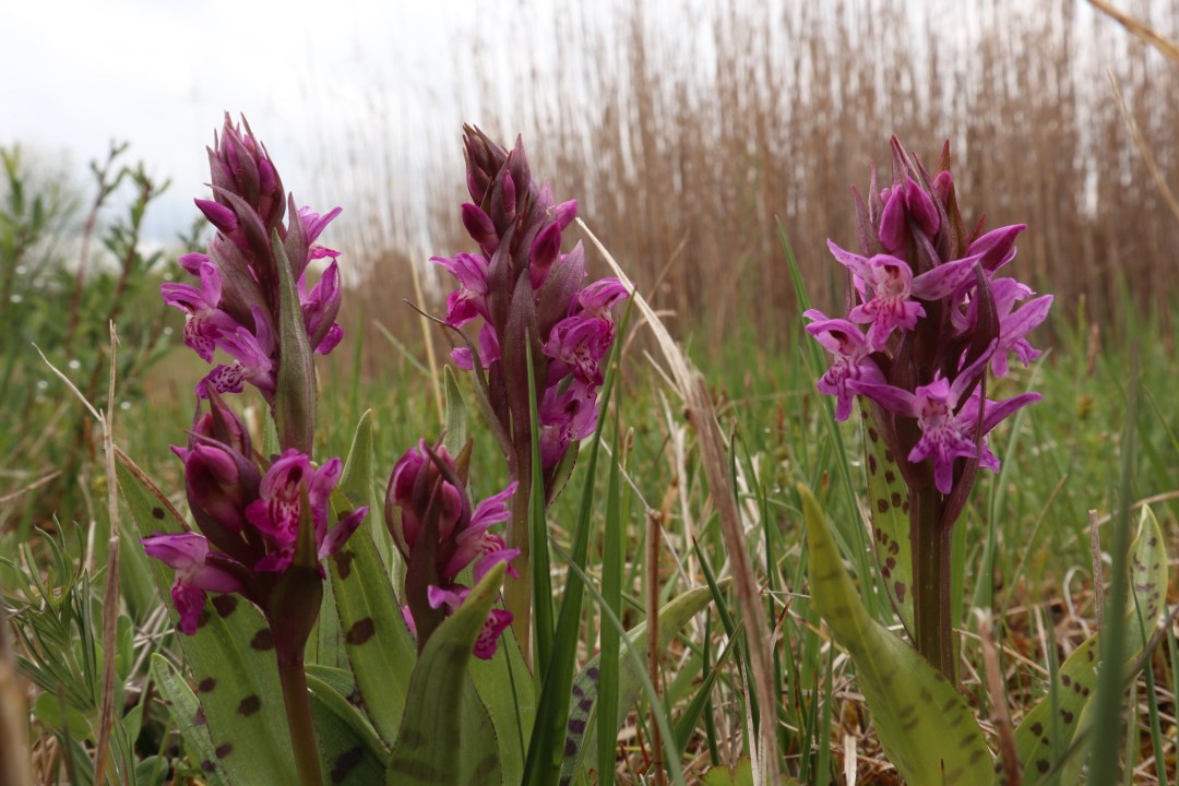 Orchideen auf Ausgleichsfläche | © Marianne Kunkel