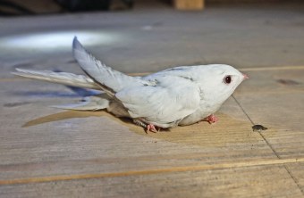 Junger Mauersegler mit Albinismus sitzt auf dem Boden | © Sonja Dölfel