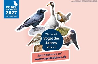 Vogel des Jahres 2027: Wählen Sie mit dem LBV Ihre Lieblingsvögel in dieser bunten Auswahl aus.