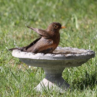 Amsel im Wasserbat | © Adalbert Birkhofer