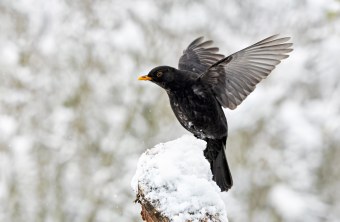 Amsel | © Petra Adam