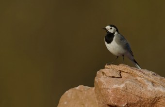 Porträt einer Bachstelze | © Markus Gläßel