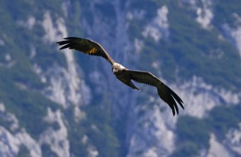 Wally im Flug | © Markus Leitner