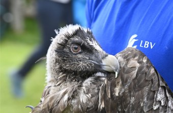 Bartgeier  | © Hansruedi Weyrich