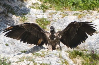 Nepomuk zeigt seine eindrucksvollen Flügel  |© Richard Straub