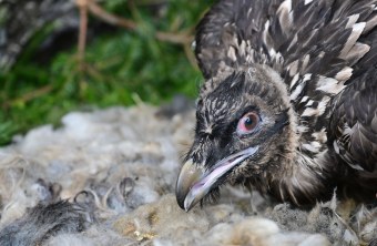 Sisi im Nest | © Hansruedi Weyrich