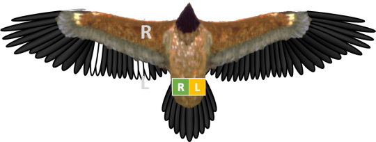 Bleichmuster und Ringe von Bartgeier Wiggerl, der rechte Ring ist grün und der Linke gelb. Die gebleichten Federn sind in den äußeren linken Armschwingen gut erkennbar | © IBM