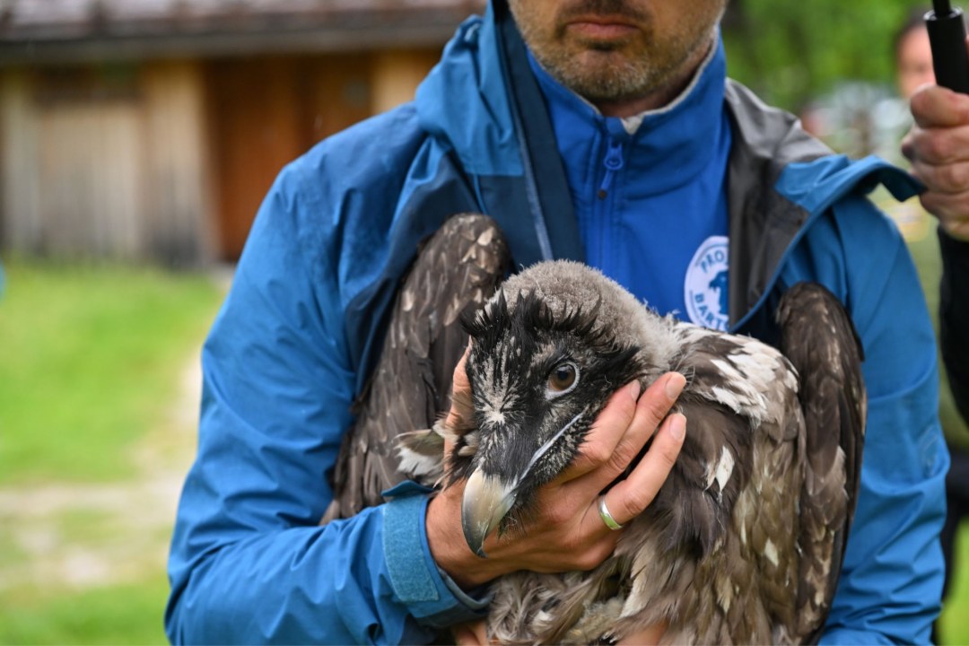Bartgeierdame Dagmar | © Hansruedi Weyrich