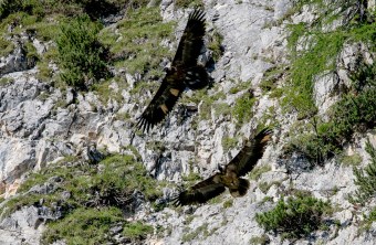 Bavaria und Wally Flug | © Richard Straub