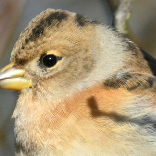 Bergfink Nahaufnahme | © Christoph Graf