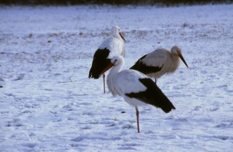 Drei Weißstörche stehen im Schnee | © LBV