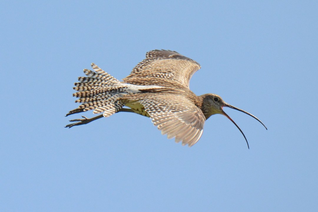 Brachvogel im Flug  | © Andreas von Lindeiner