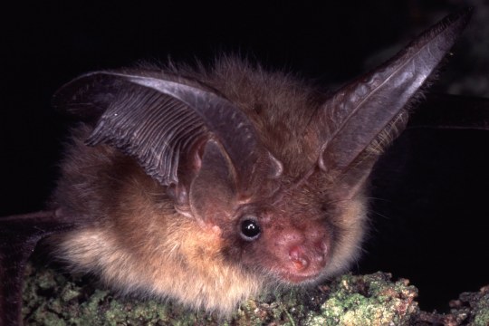 Das braune Langohr ist eine Fledermaus | © Dr. Andreas Zahn