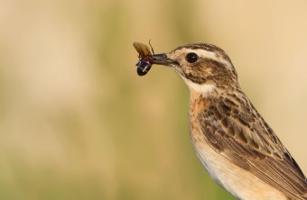 Braunkehlchen mit Nahrung im Schnabel | © Markus Gläßel