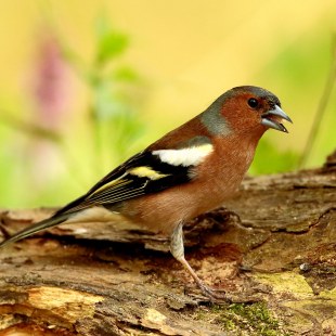 Buchfink steht auf einem umgefallenen Baumstamm und hat den Schnabel geöffnet | © Paul Bogner
