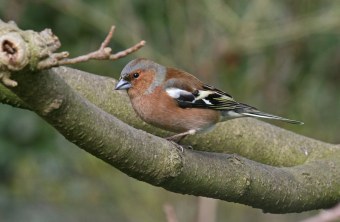 Buchfinkmännchen auf dickem Ast | © Ursula Hannen
