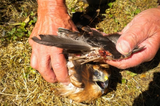 Blutende verstümmelte Wiesenweihe | © Edgar Hoh
