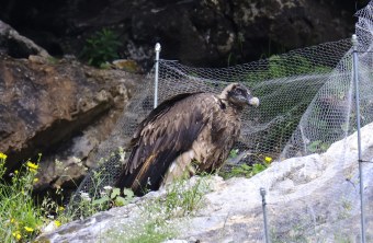 Dagmar am Zaun | © Markus Leitner