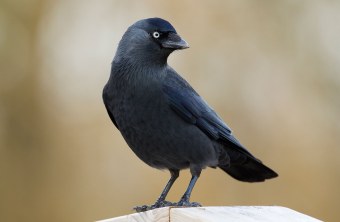 Portrait einer Dohle | © Rosl Rößner